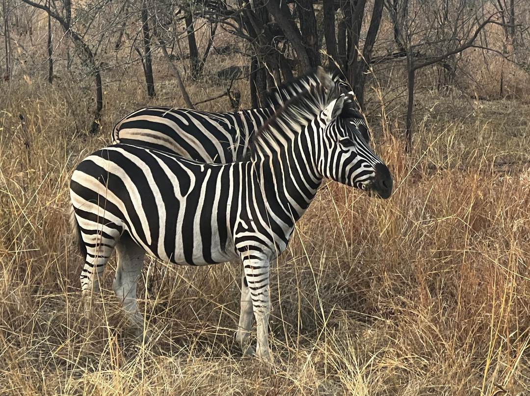 Africa Moja Tours And Safaris-桑顿必去景点