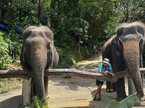 Chalong Elephant Retirement-普吉镇必去景点