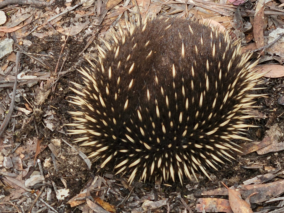Fossil Cove-Blackmans Bay必去景点