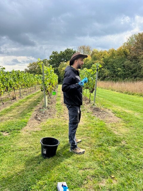 Wildshark Vineyard-Harrietsham必去景点