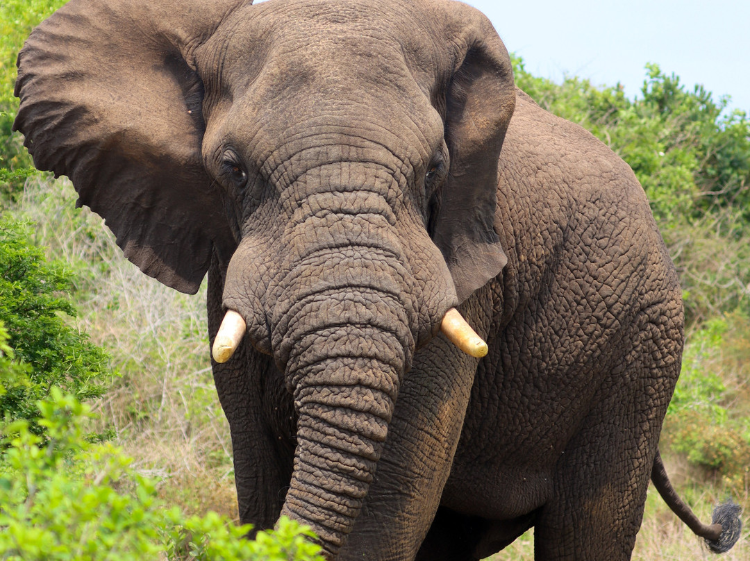 Dogs 4 Wildlife-赫卢赫卢韦必去景点