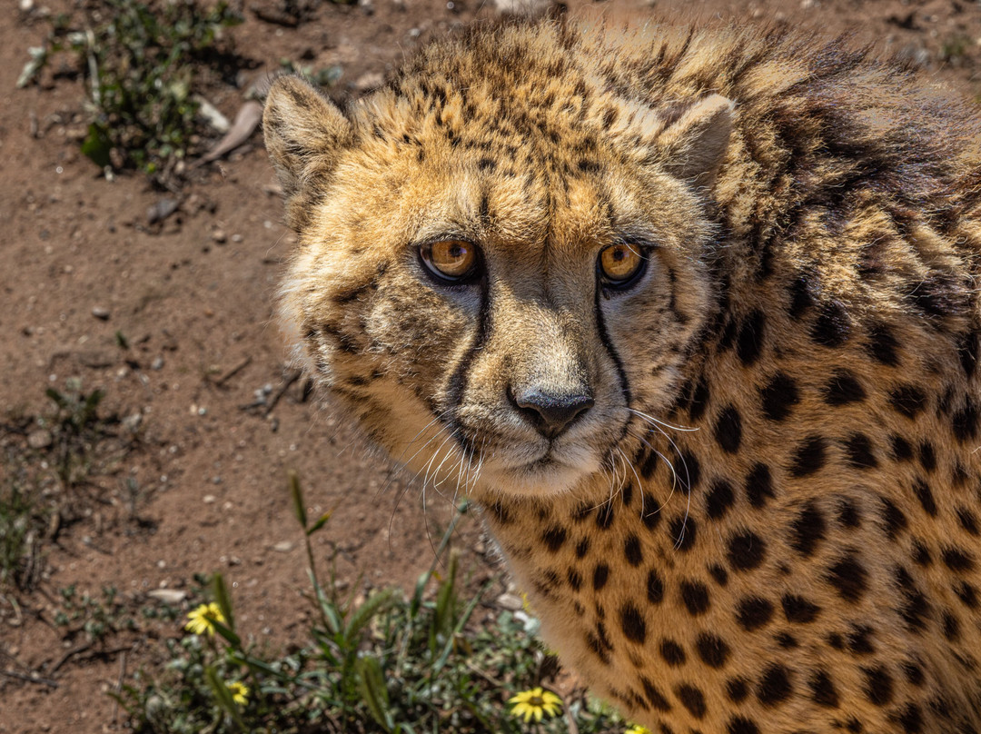 Monarto Safari Park-Monarto必去景点