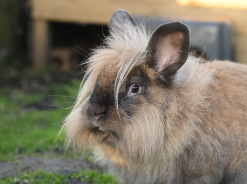 Puffin Croft Petting Farm & Farm Shop-John O'Groats必去景点