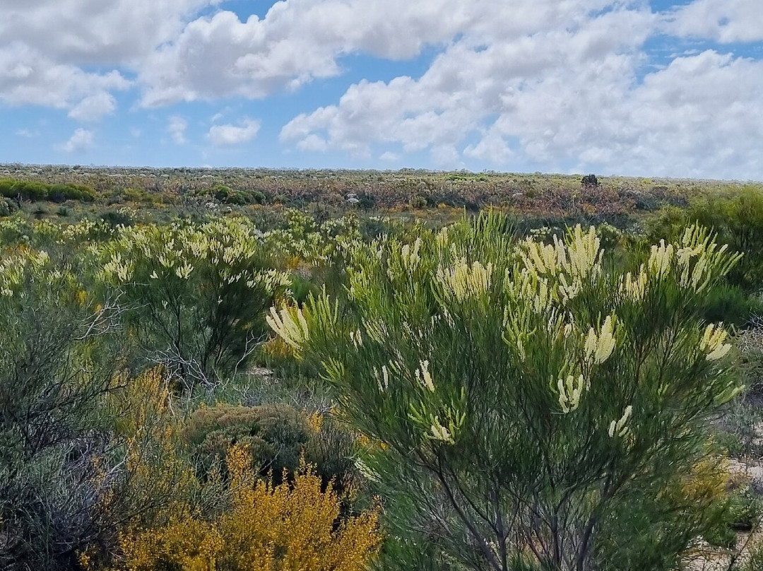 Kalbarri Skywalk