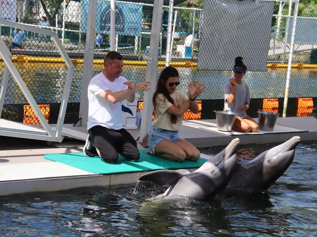 Dolphin Life-拉哥岛必去景点