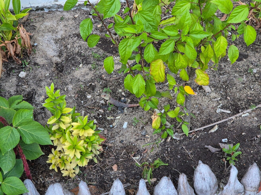 SAii Beach Club-Eh’mafushi必去景点