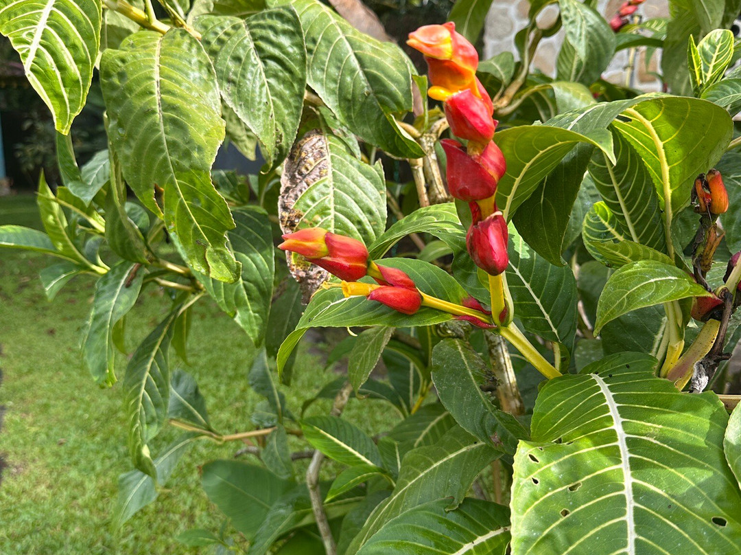 Gingerbread Restaurant & Hotel主图