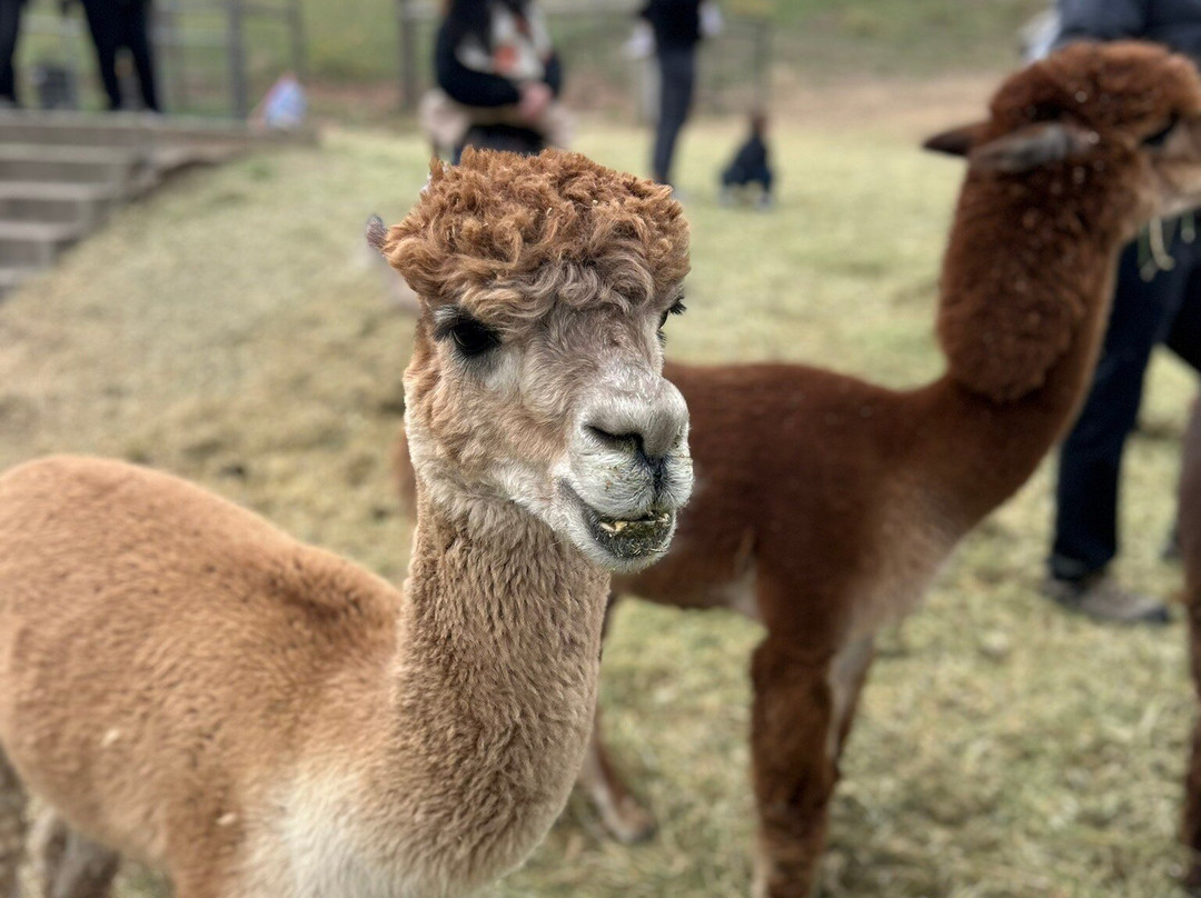 Smooth Alpaca Experience-Morrison必去景点
