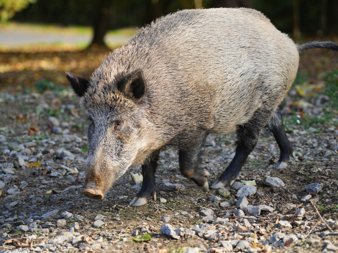 Parc Animalier De Rochehaut-Rochehaut必去景点