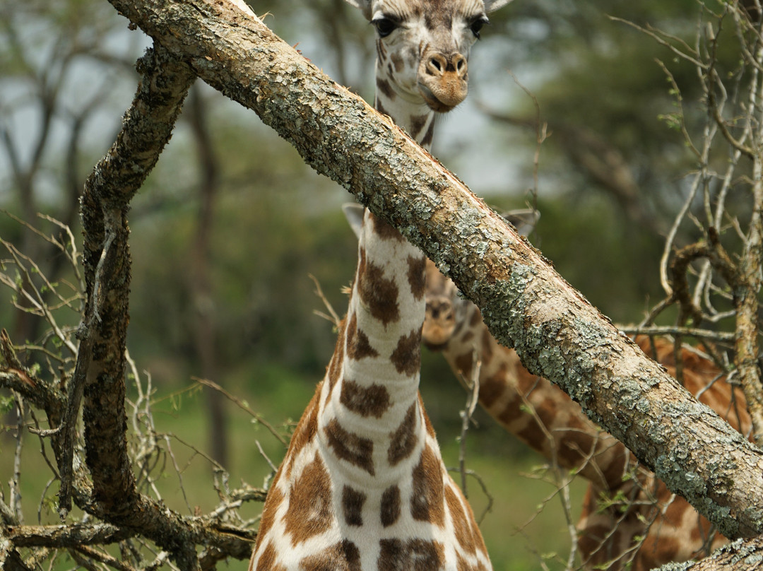 Devine African Safaris-吉佳利必去景点