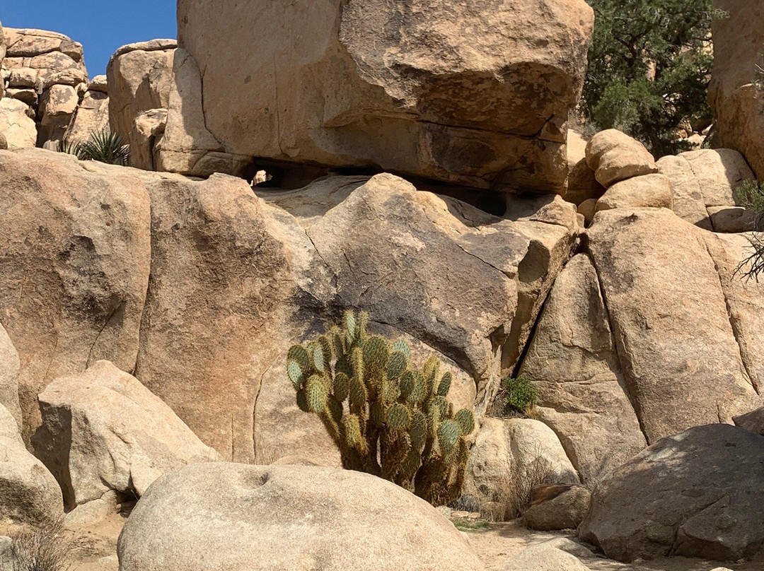Mojave Desert-加利福尼亚必去景点