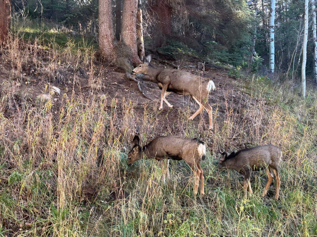 Marriott's StreamSide Douglas At Vail主图