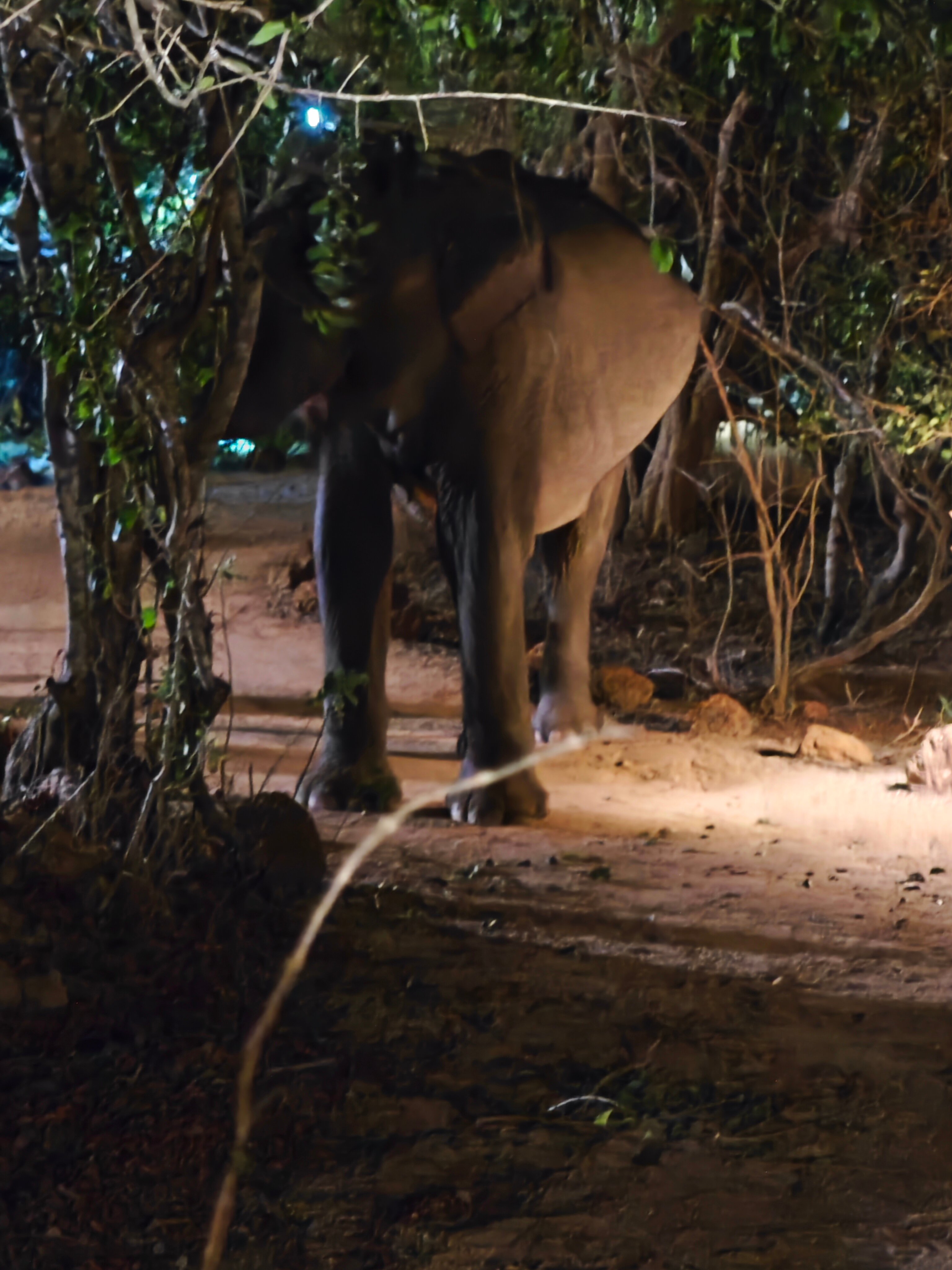 查亚野生亚拉-浴室