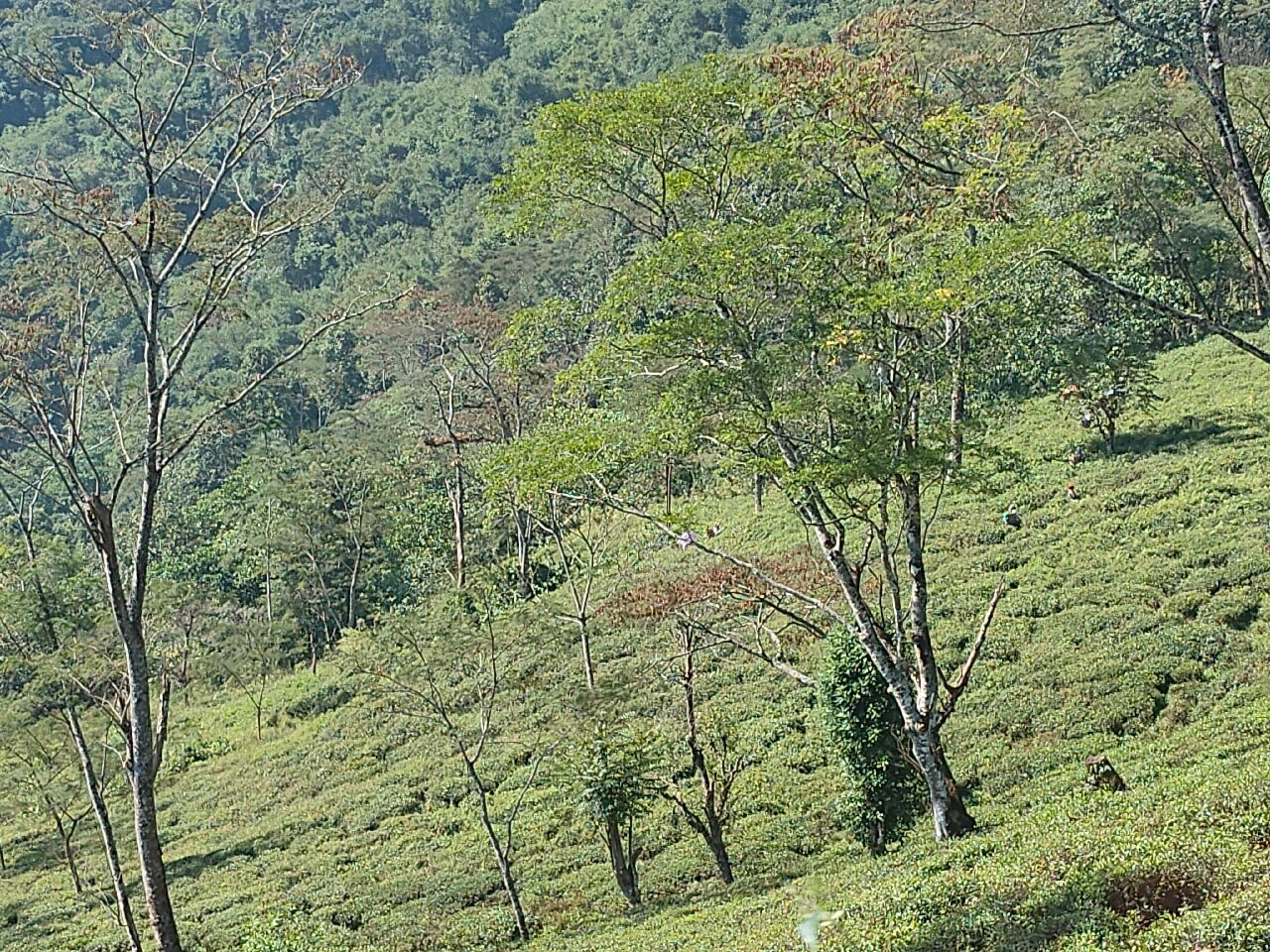 Ging Tea House-官方