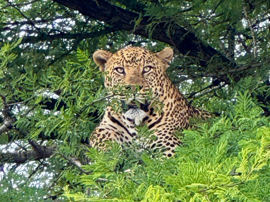 Predators Safari Club-阿鲁沙必去景点