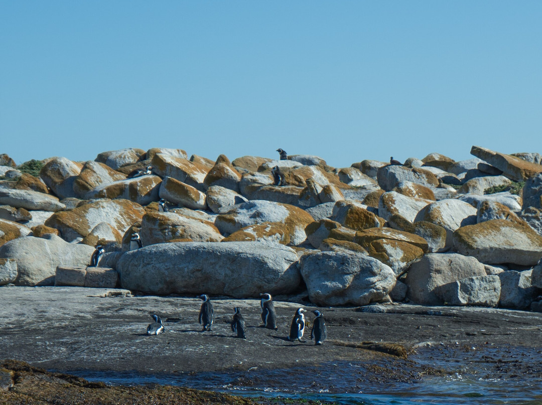 Cape Coast Expeditions-Yzerfontein必去景点