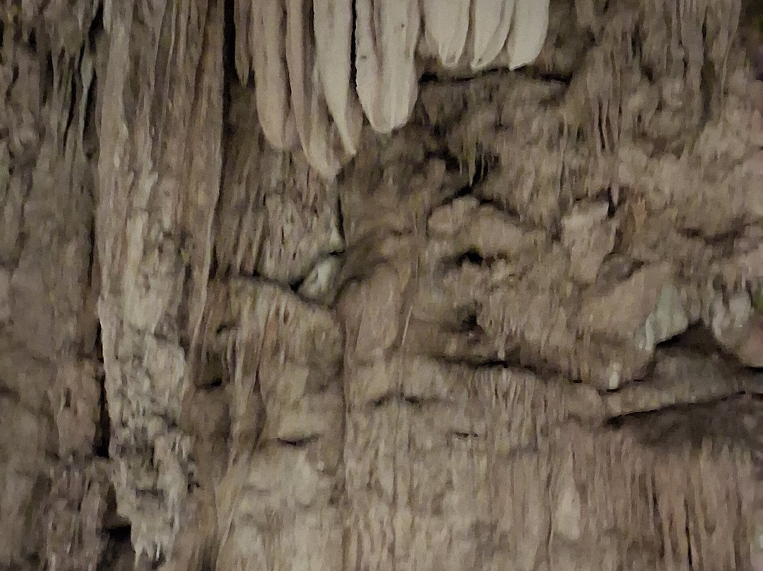 Cenote SAC-AUA-巴利亚多利德必去景点