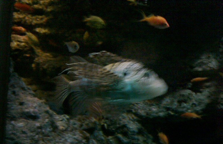 名古屋港水族馆-名古屋市必去景点