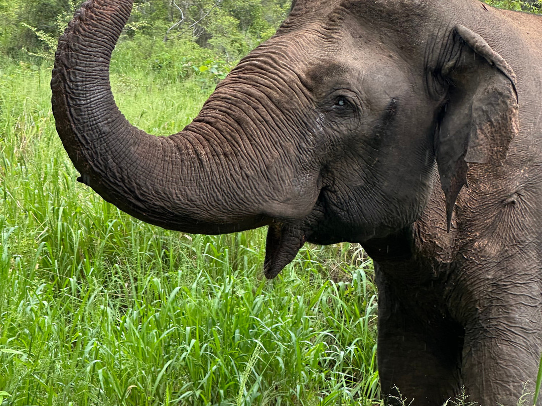 Visit Adventure Lanka Travel-Ragama必去景点