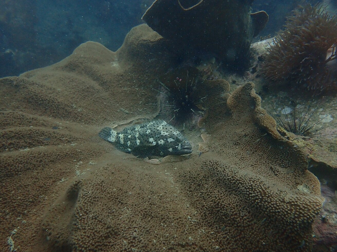 Koh Chang Divers-象岛必去景点