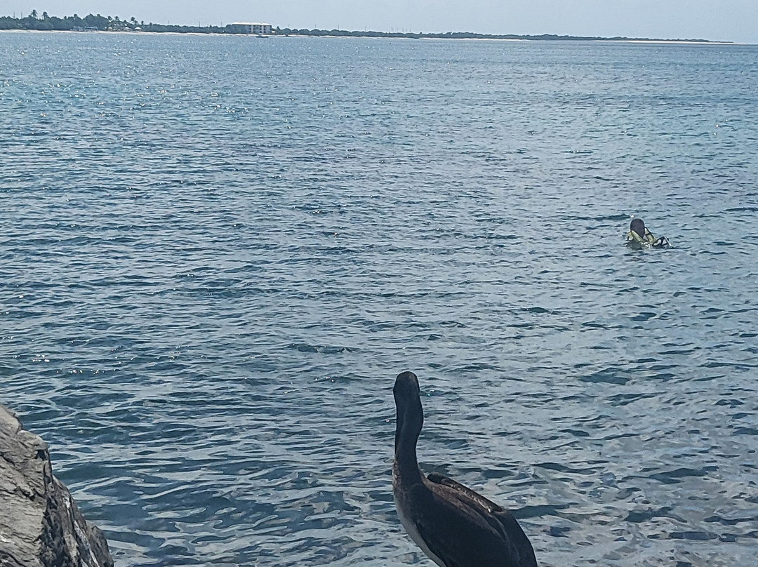 Frederiksted Pier-Frederiksted必去景点