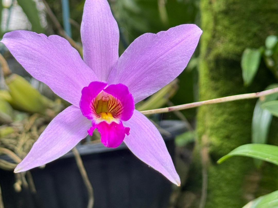 Museo De La Orquídea-科特佩必去景点