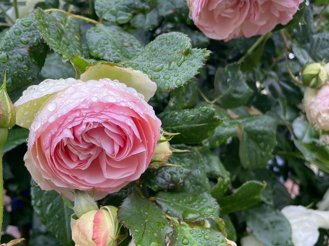 Morwell Centenary Rose Garden-摩威必去景点