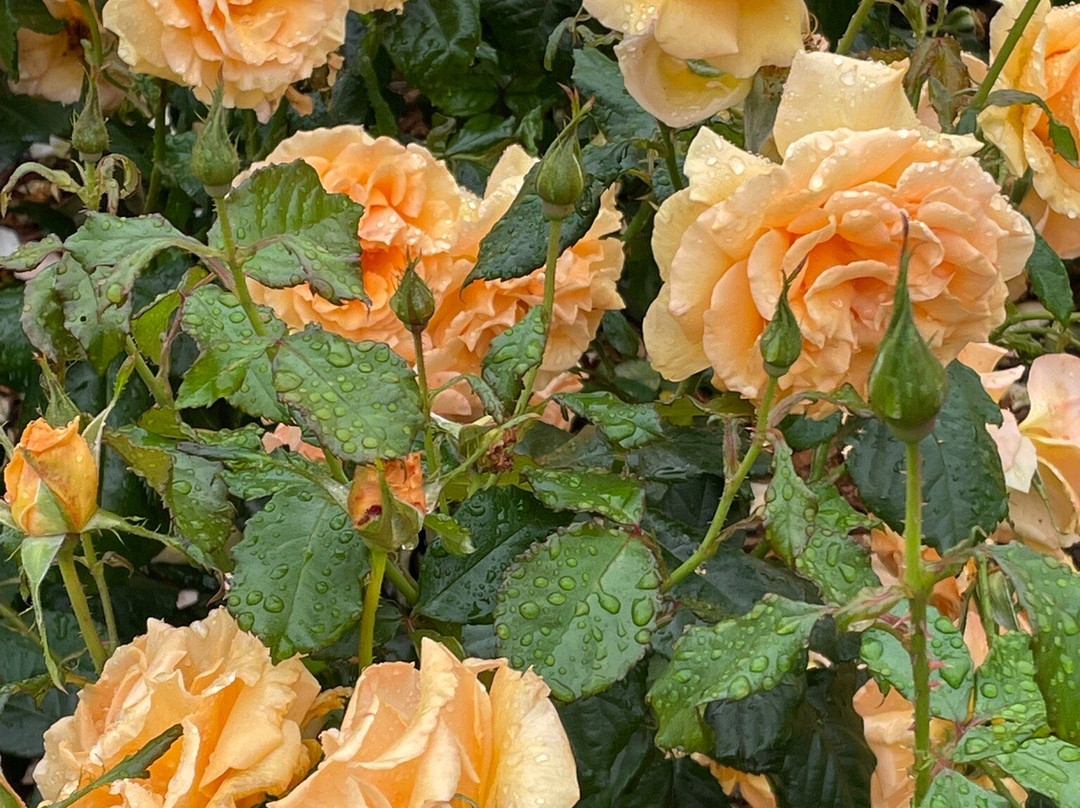 Morwell Centenary Rose Garden-摩威必去景点