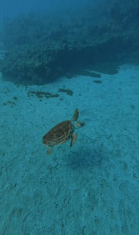 Karapat Dive-大加那利岛拉斯帕尔马斯必去景点