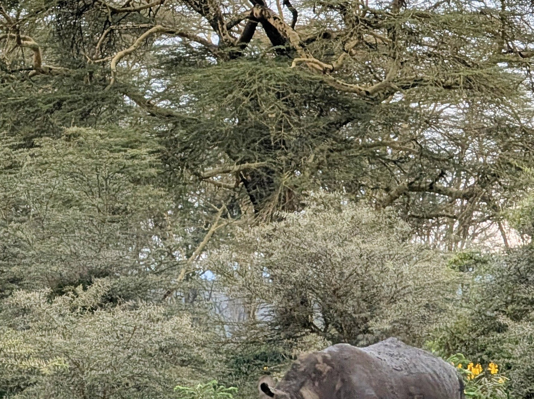 SAFARI VENTURES INC-Usa River必去景点