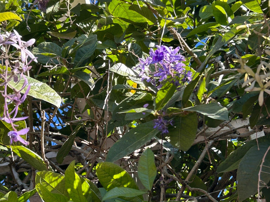 Downtown Winter Garden-Winter Garden必去景点