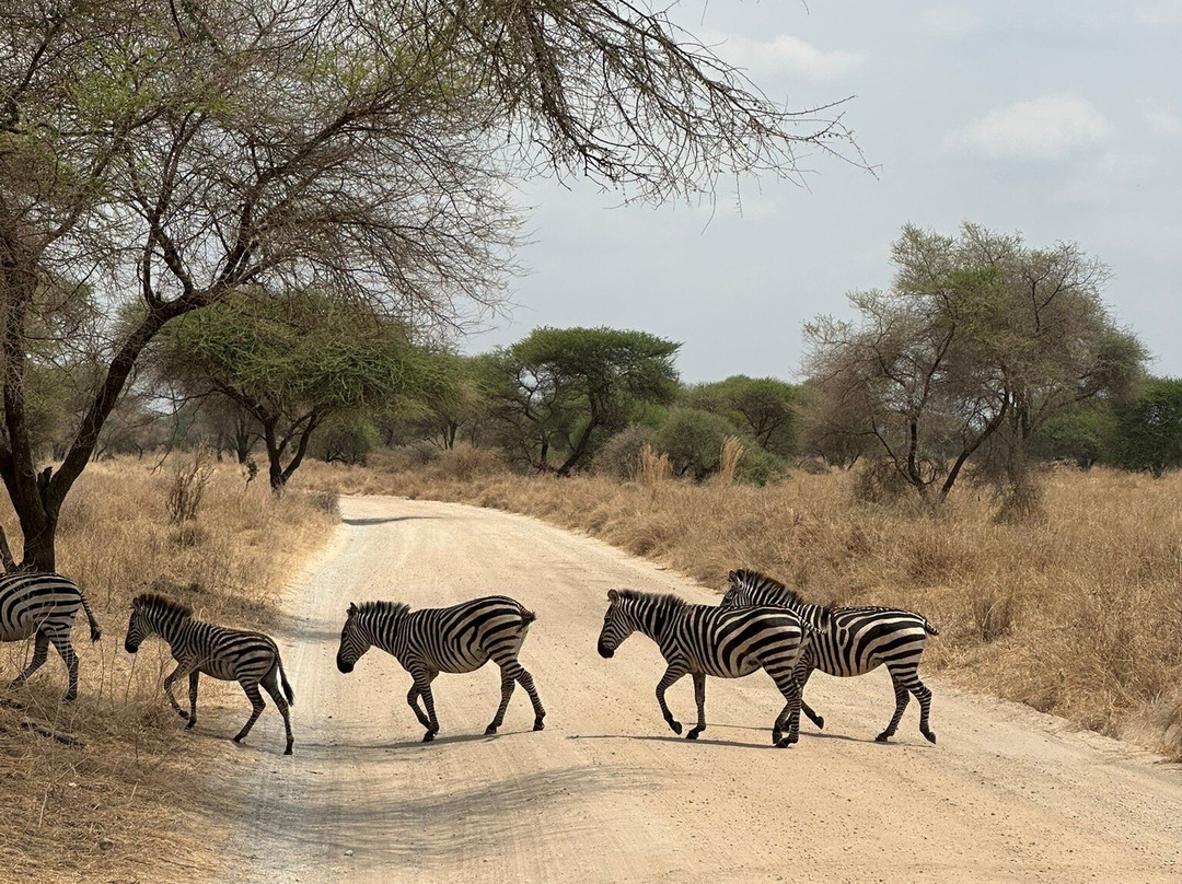 Obama Africa Safari-阿鲁沙必去景点