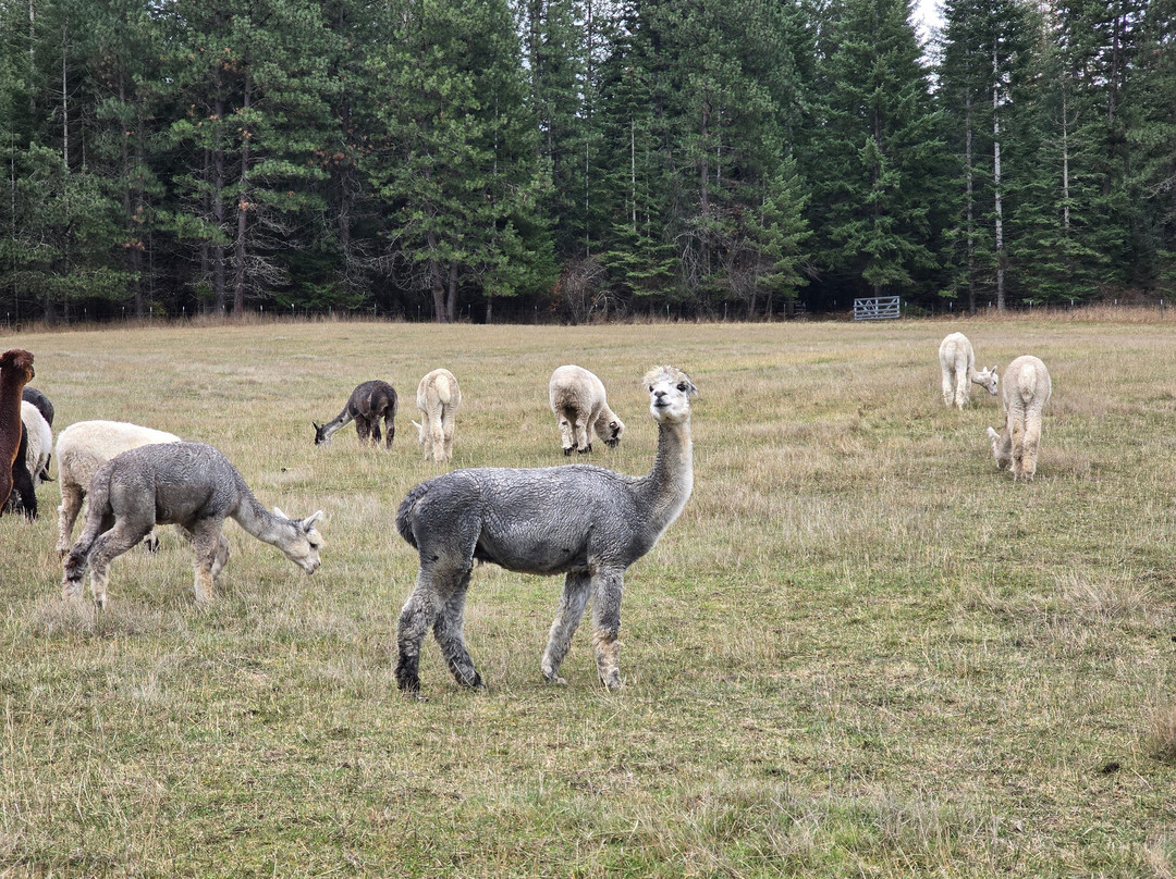 Seven Stars Alpaca Ranch Llc-科达伦必去景点