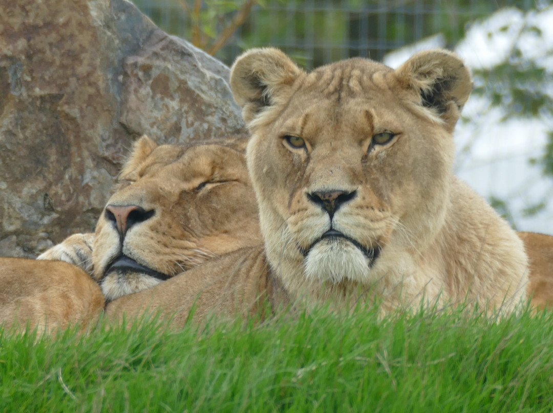 Noah's Ark Zoo Farm-Wraxall必去景点
