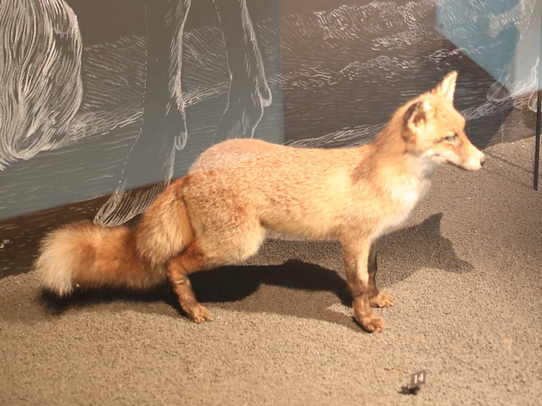 Musee de la Corse-Corte必去景点