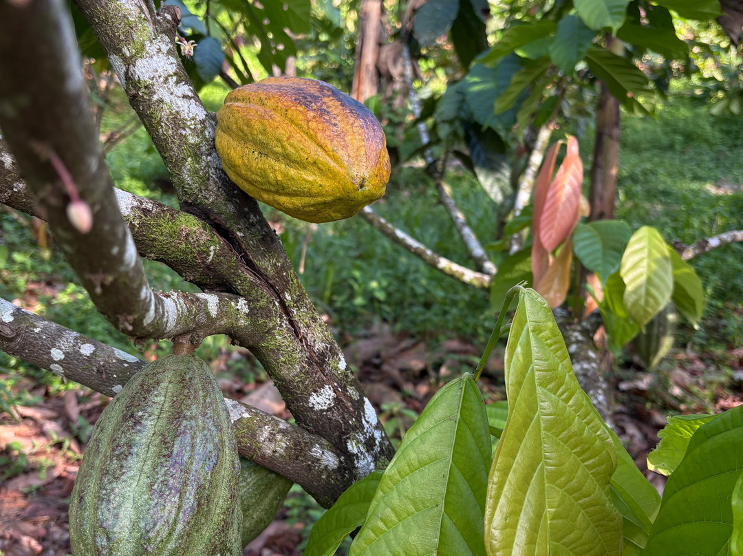 Finca Sura-Puerto Viejo de Sarapiqui必去景点