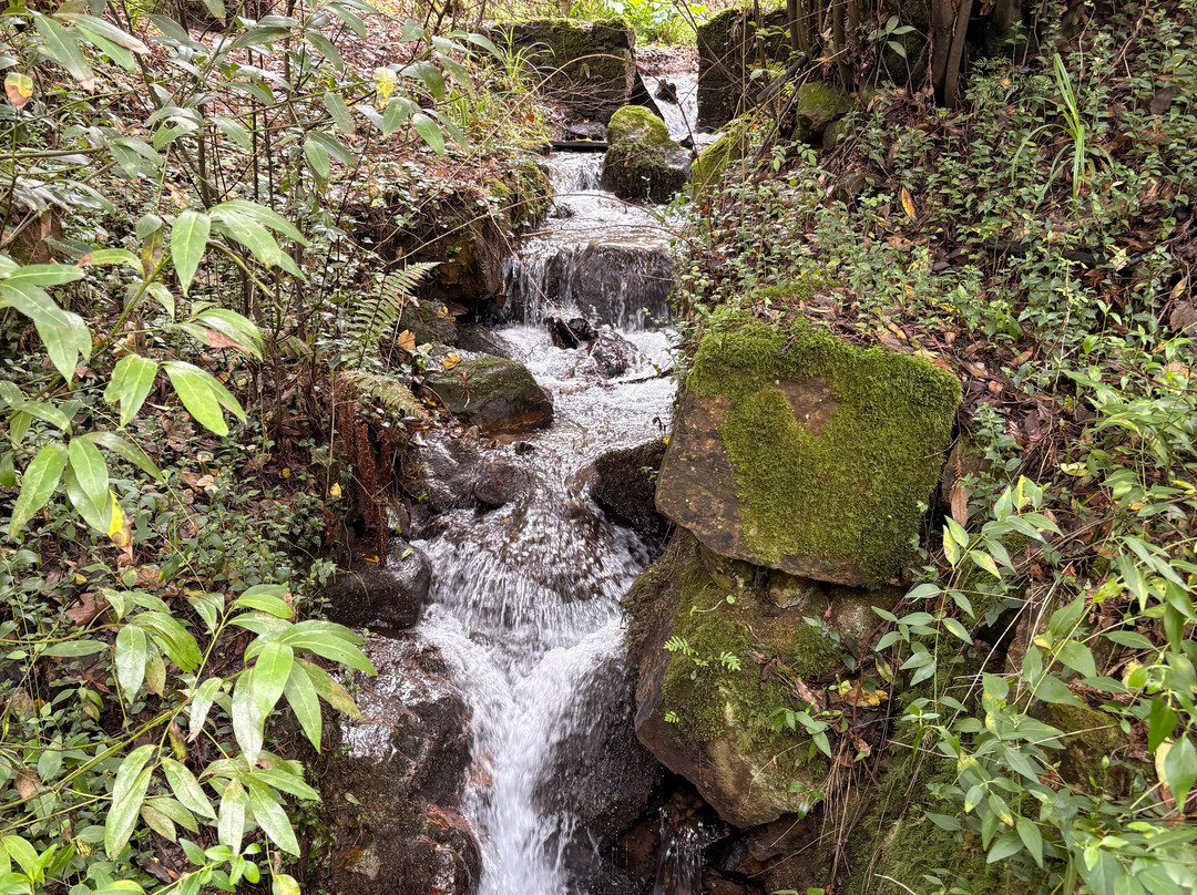 Mata Nacional do Bucaco-卢祖必去景点