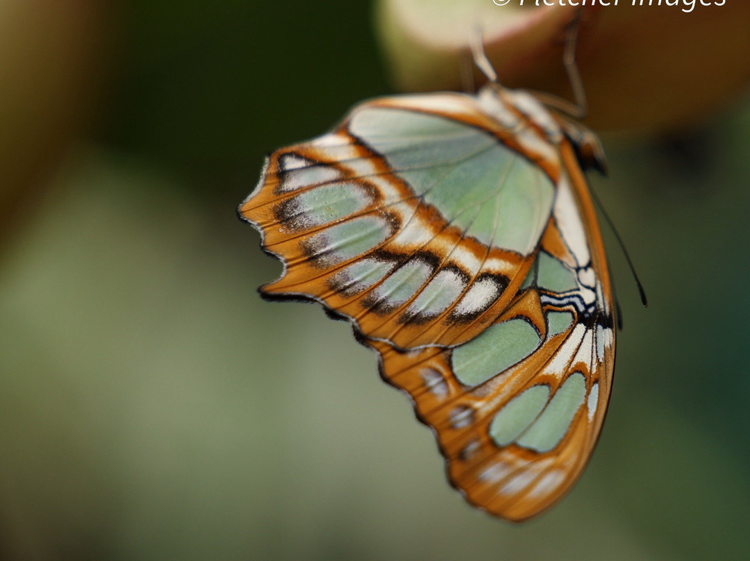 热带蝴蝶馆，野生动物和狩猎中心-谢菲尔德必去景点