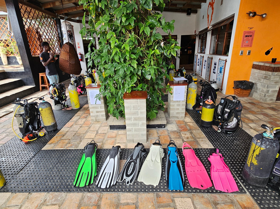 SAFARI, DRIVE & DIVE TOURS-Inhambane必去景点