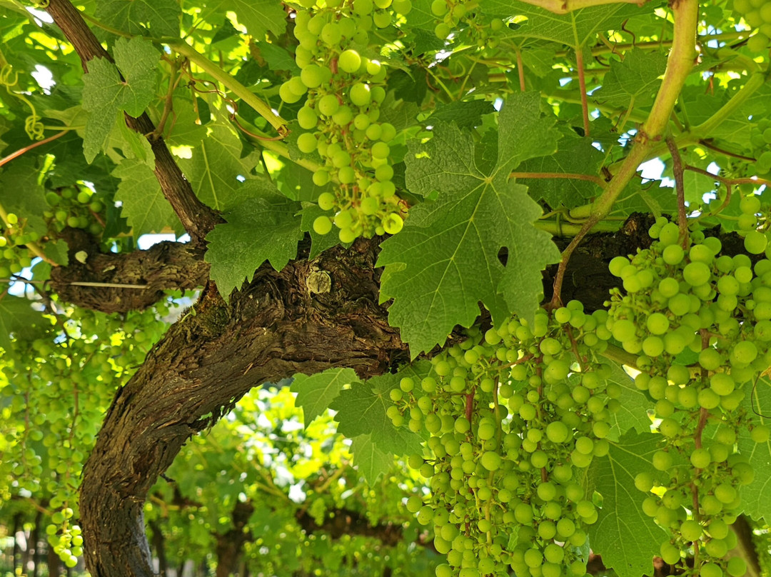 Vinicola Quinta Don Bonifacio-南卡希亚斯必去景点