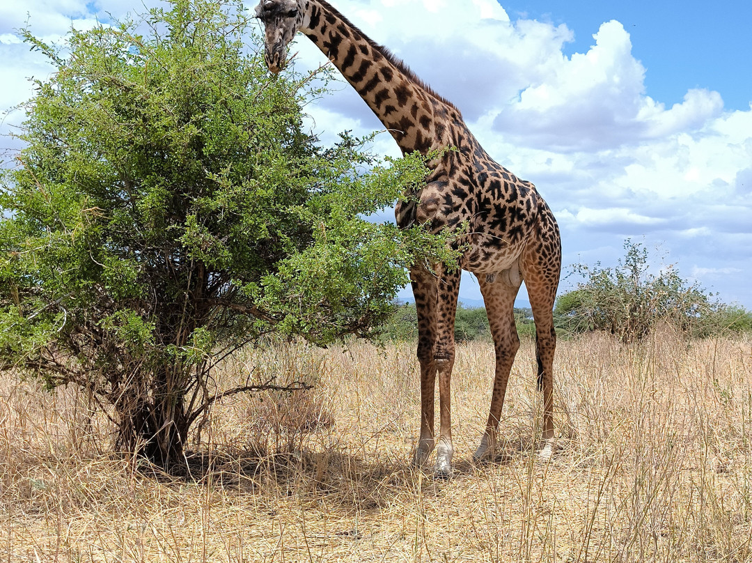 Wajefya Expeditions Ltd-Arusha Chini必去景点