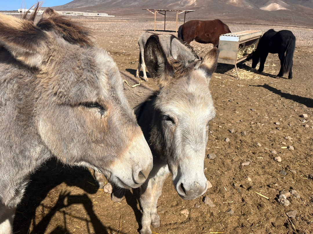 The Animal Academy-Antigua必去景点