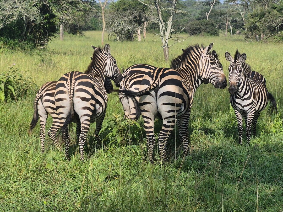 Home to Africa Tours and Travel-坎帕拉必去景点