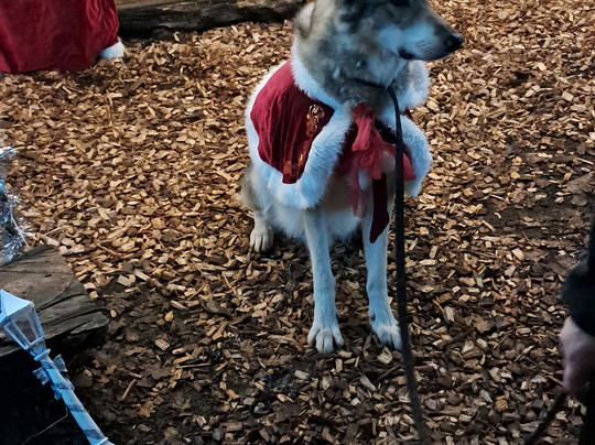 Watermill Wolves Wolf-dog Actors-Bexhill-on-Sea必去景点