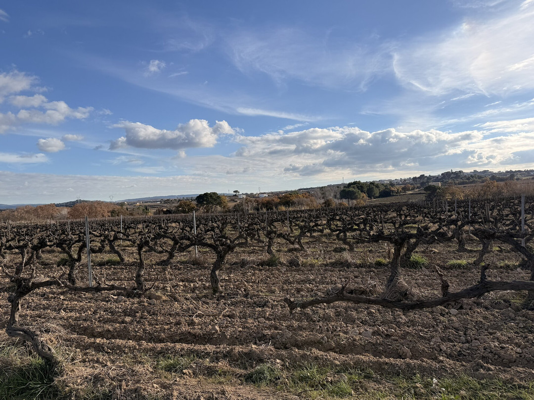 B&B Wine and Cooking Penedès主图