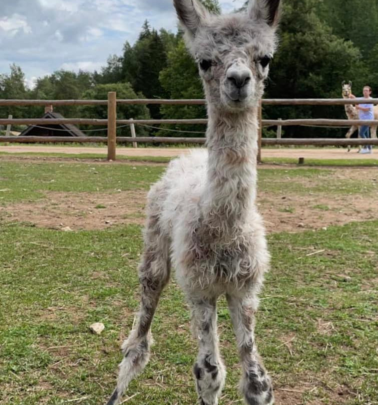 Raksi ZOO-Cesis必去景点