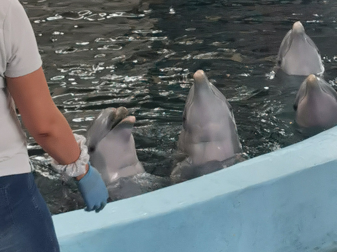 Dolphinarium-瓦尔纳必去景点