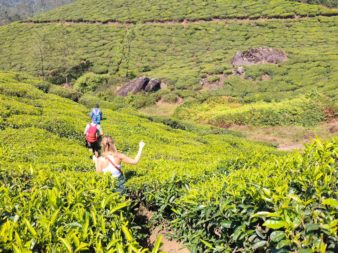 Munnar tea Green trekking adventure-慕那尔必去景点