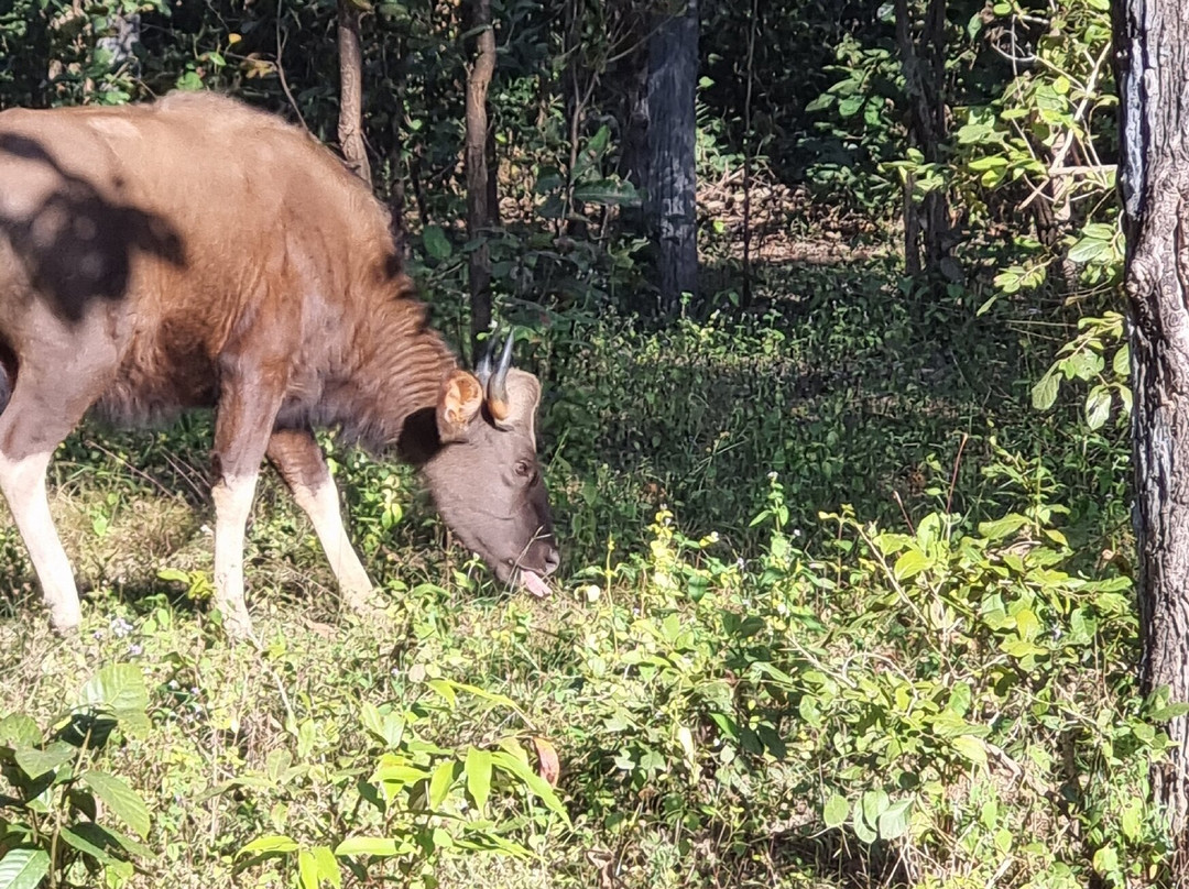 Kanha National Park-Mandla必去景点