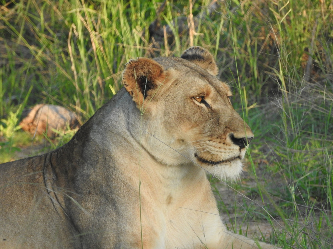 Hluvukani酒店住宿-Shimungwe Lodge